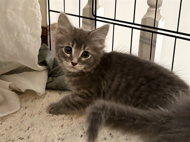 Freyja