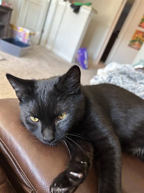 Piper