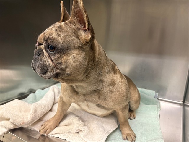 Adoptable Dog