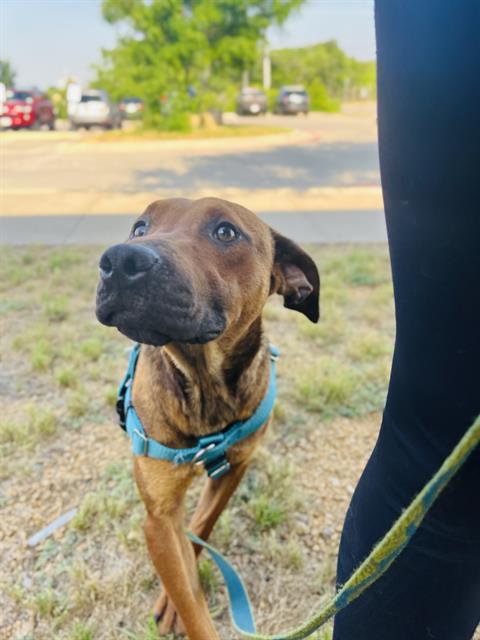 Scooby