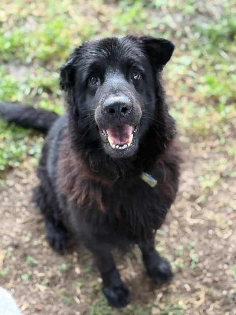Zorra