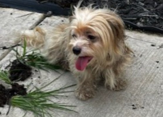 Oliver
