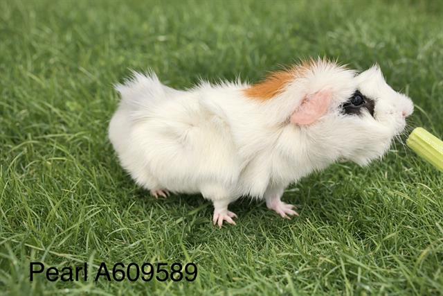Adoptable Other
