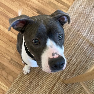 Gigi