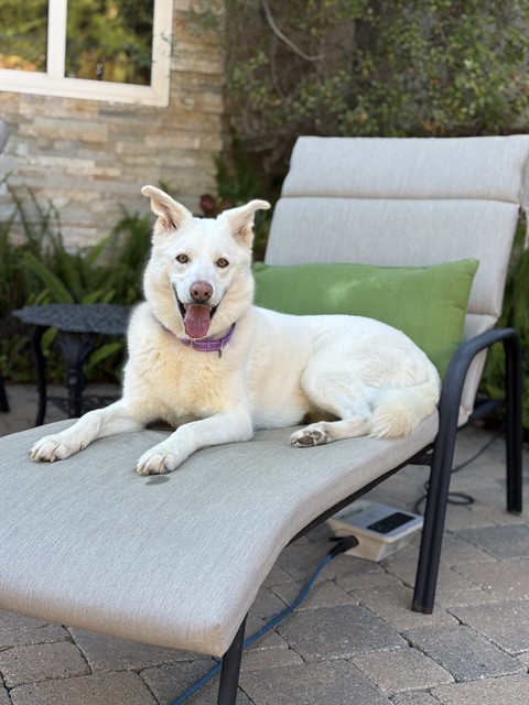 Lumi - Adoption Pending