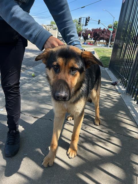 Adoptable Dog