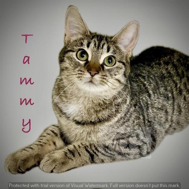 Tammy