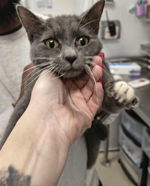 Adoptable Cat