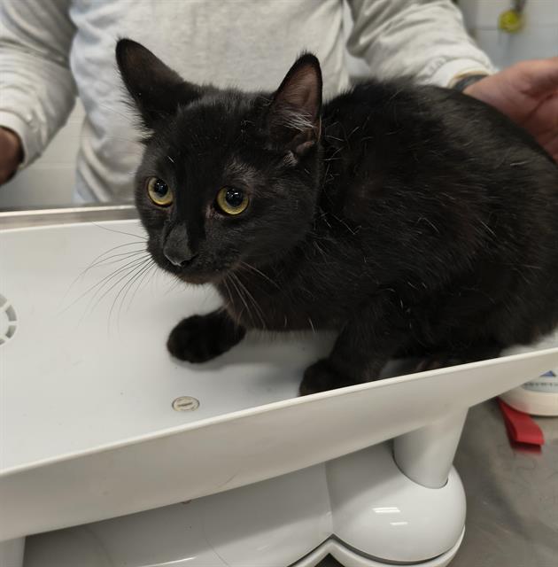 Adoptable Cat