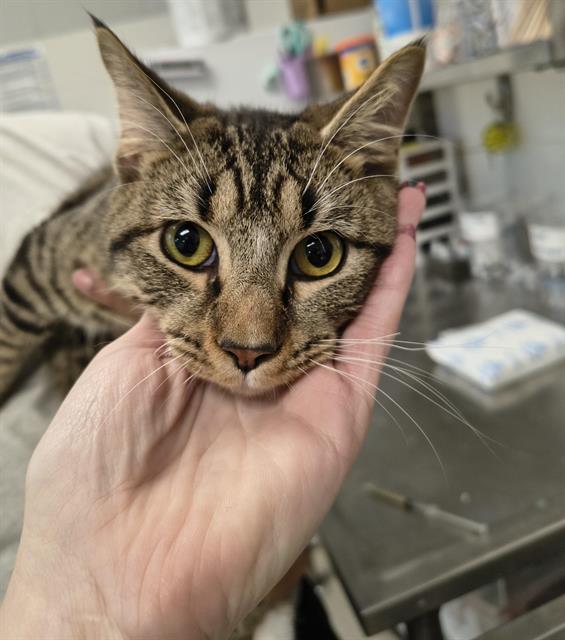 Adoptable Cat