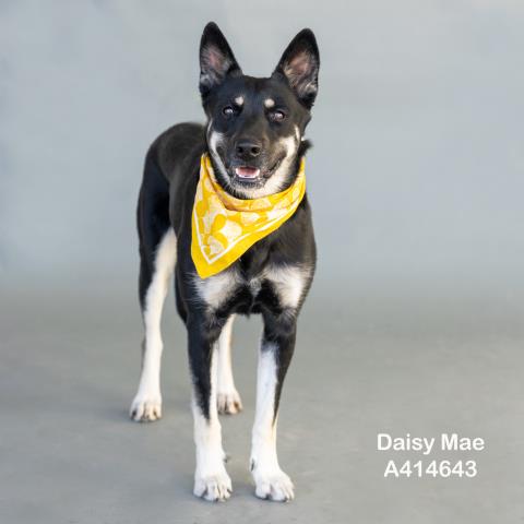 Daisy Mae
