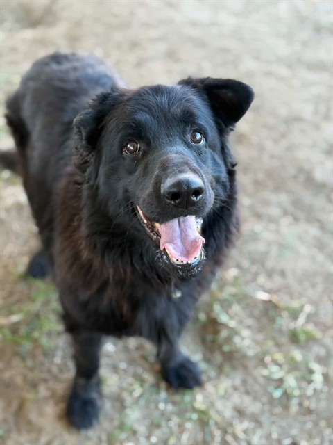 Zorra