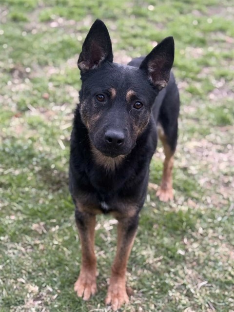 Kona