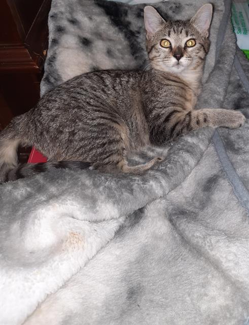 Nala