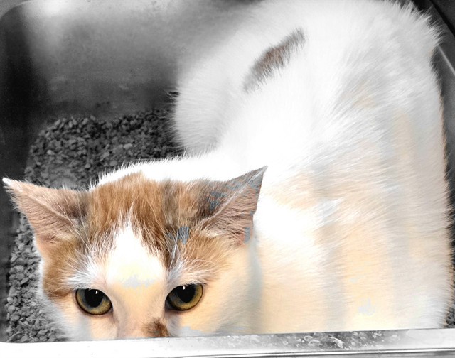 Sparky