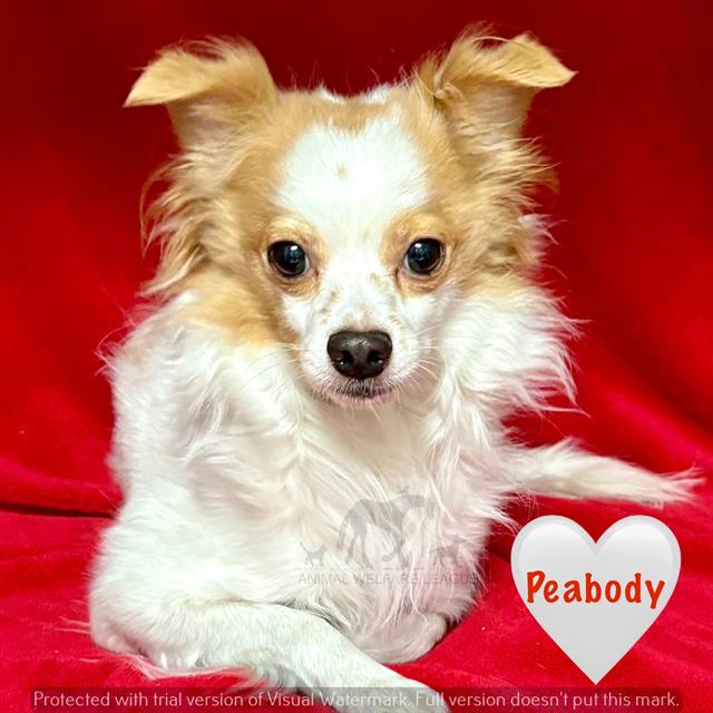 Peabody
