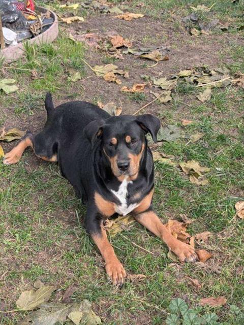 Adoptable Dog