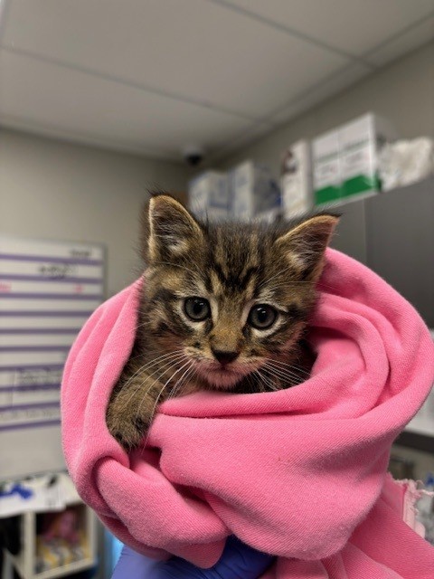 Stinky - Adoption Pending