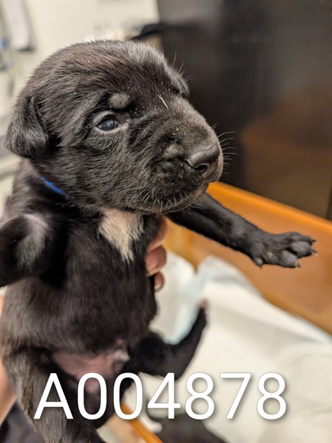 Adoption Pending