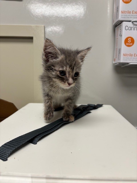 Stormy - Adoption Pending