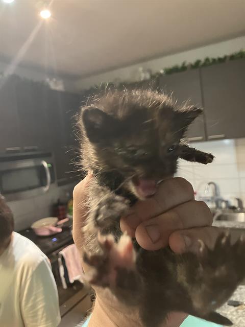 Kitten 2