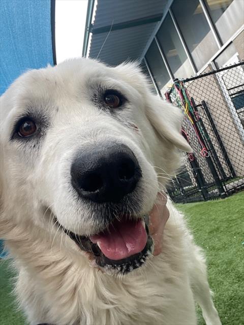 Maggie