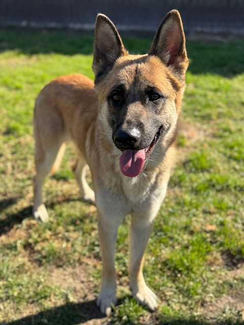 Canelo