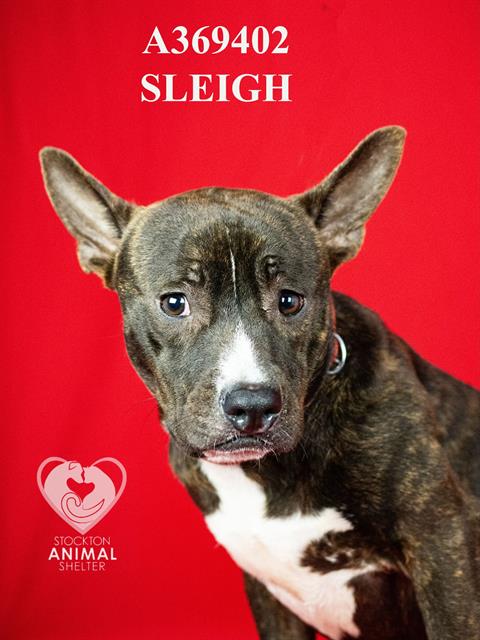 Sleigh