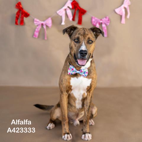 Alfalfa