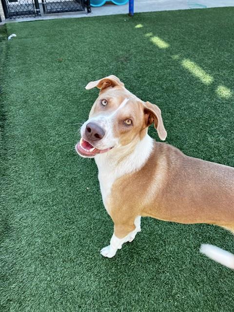 Nala