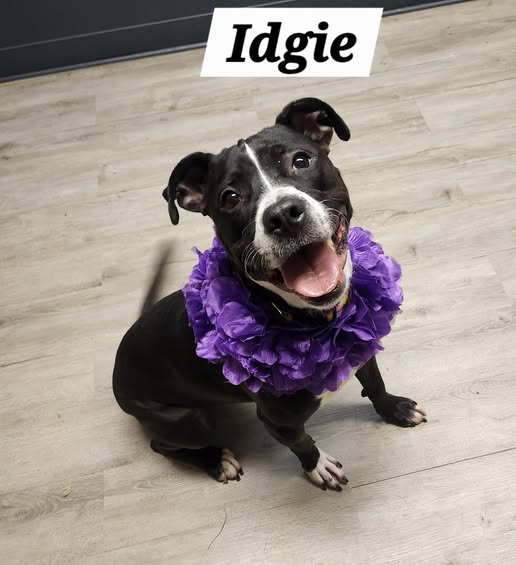 Idgie
