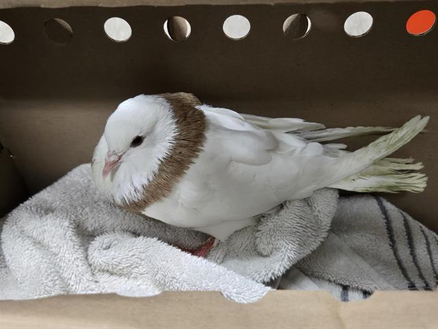 Adoptable Bird