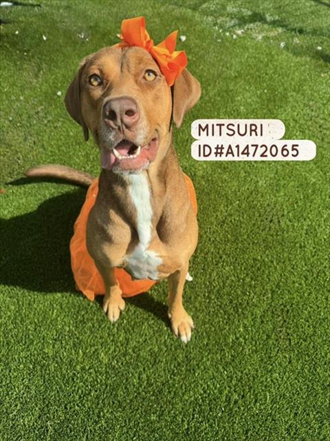 Mitsuri