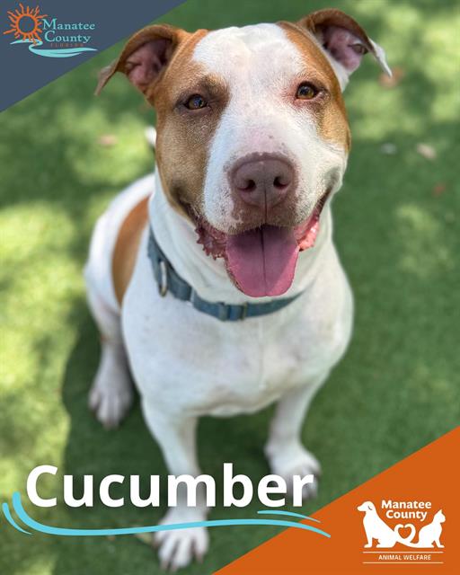 Cucumber