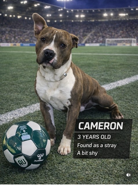 Cameron