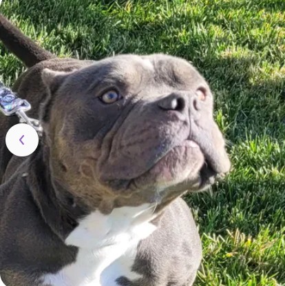 Adoptable Dog