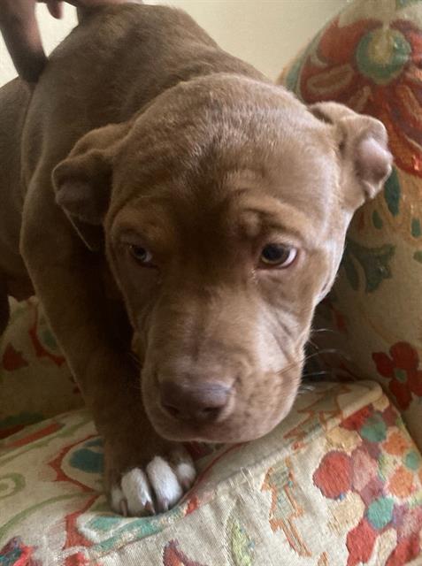 Junior
