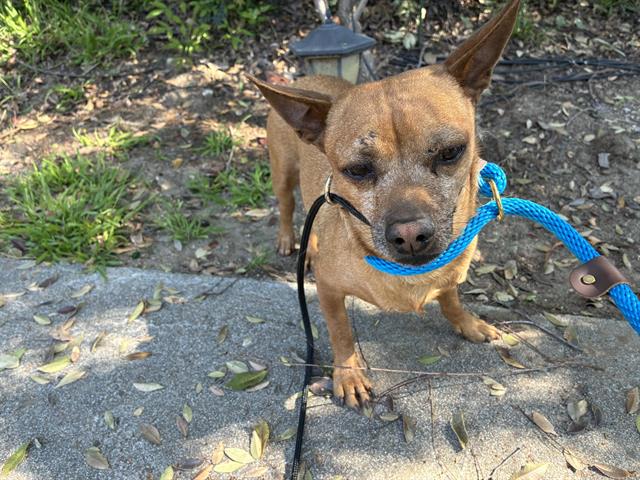 Adoptable Dog