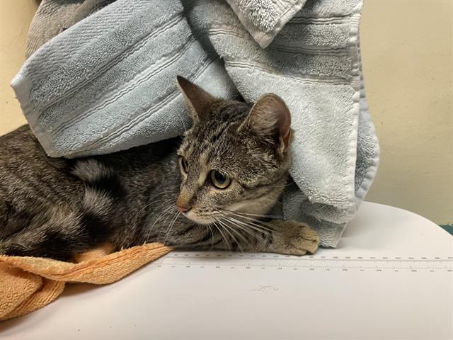 Adoptable Cat