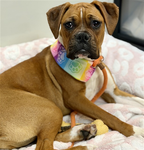 Queen - Adoption Pending