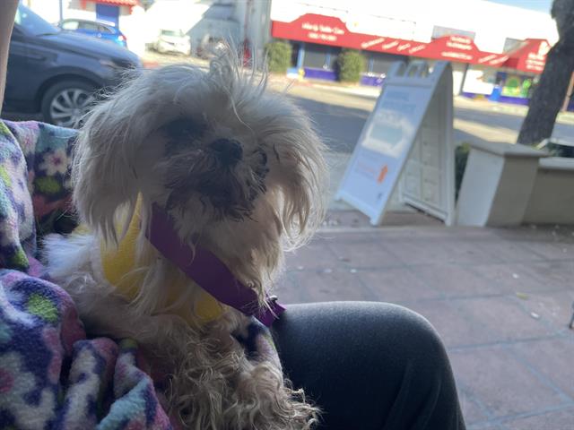 Adoptable Dog