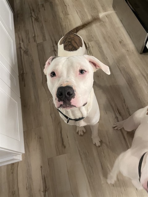 Duke