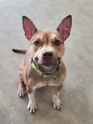 Mimi