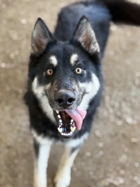 Arlo
