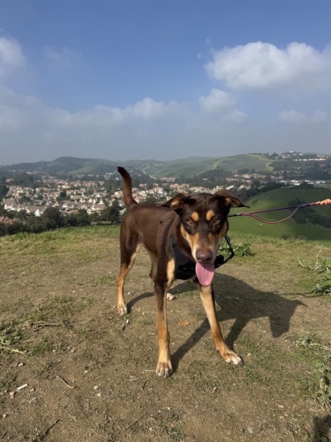 Vex - Adoption Pending