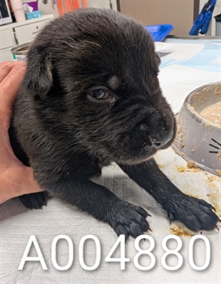 Adoption Pending
