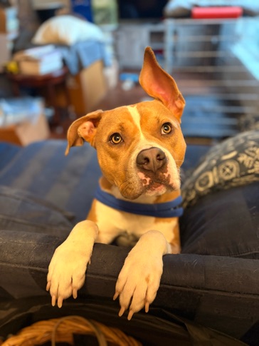Bindi