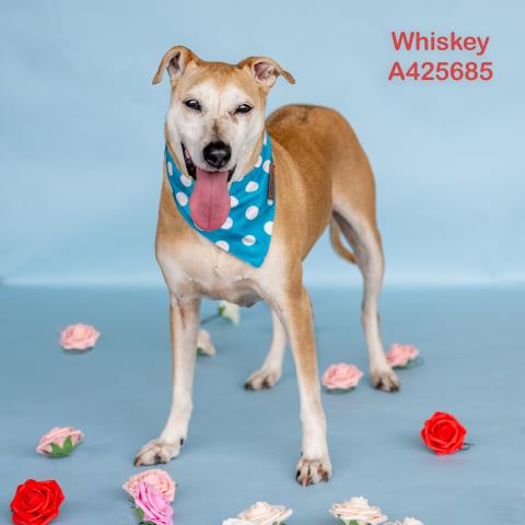 Whiskey