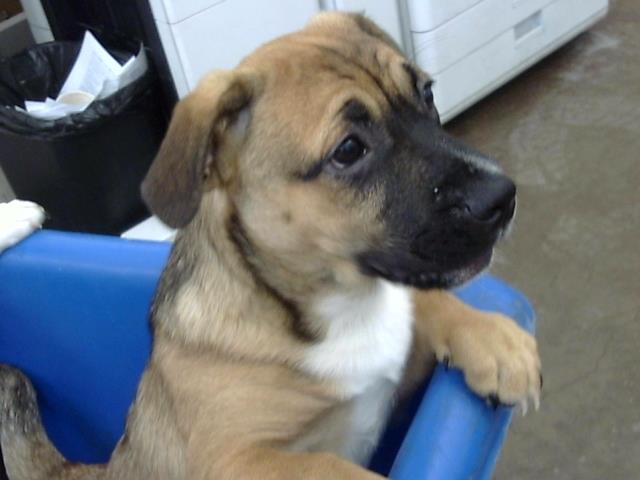Bruno