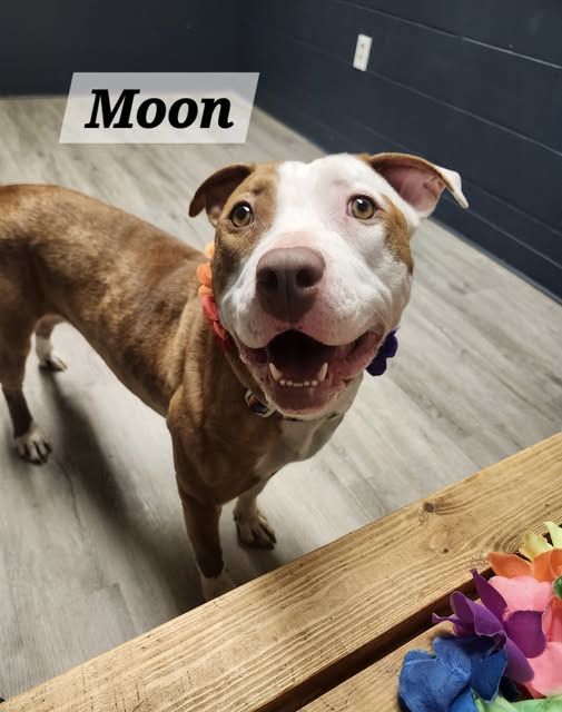 Moon